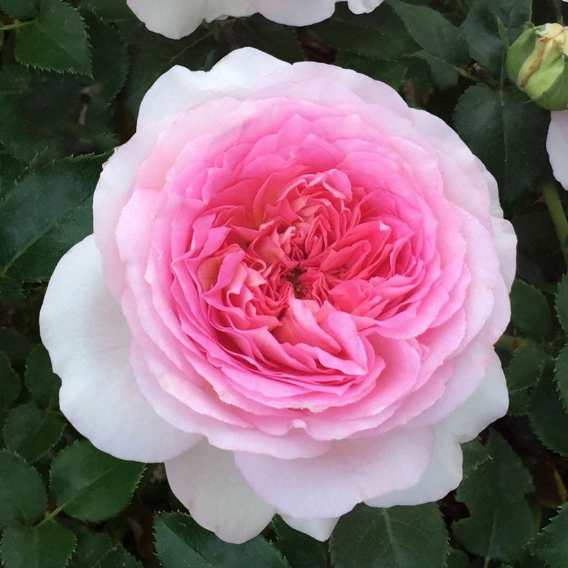 Rosal Ragazza Adalekov (Floración)