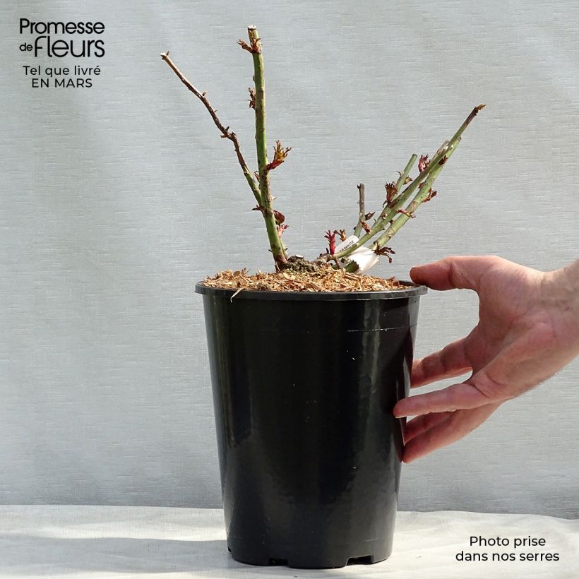 Rosal République de Montmartre Maceta 4L/5L Ejemplar entregado en la primavera