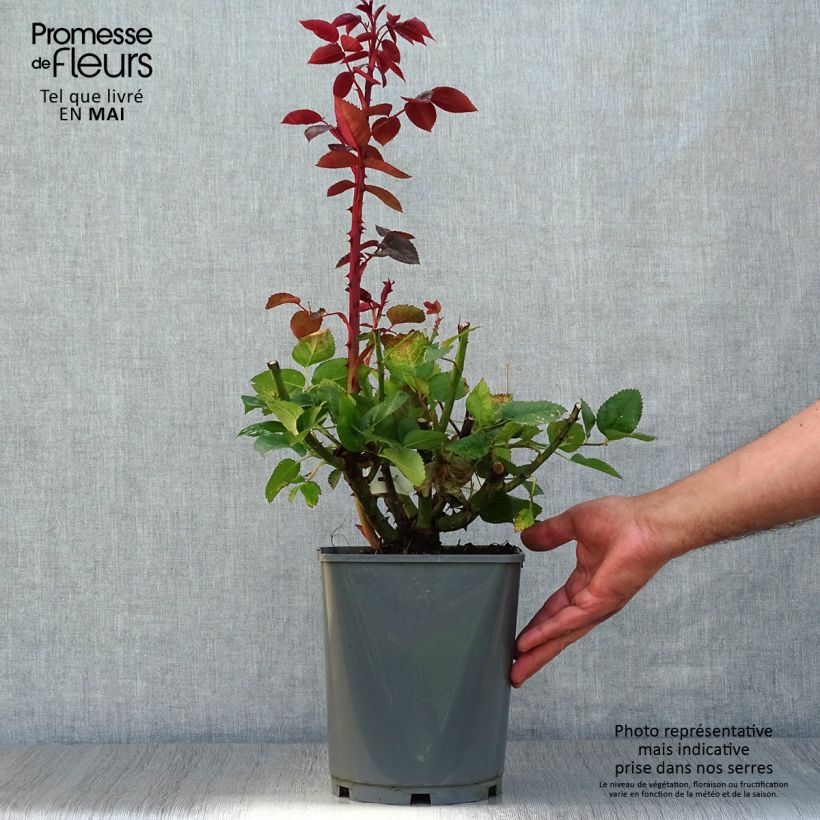 Rosal Rouge Adam Maceta 4L/5L Ejemplar entregado en la primavera