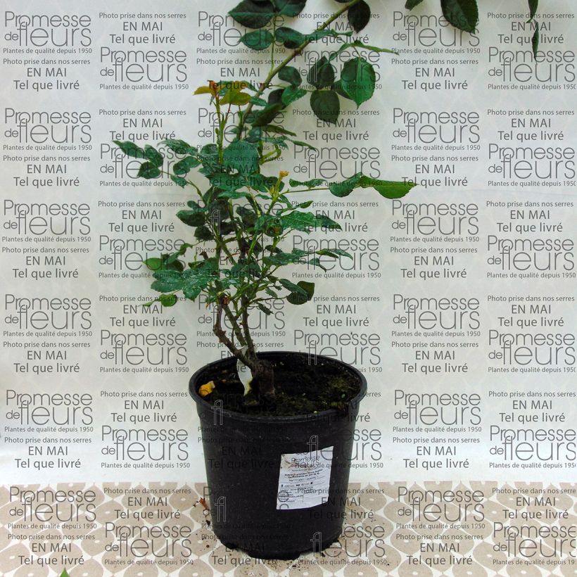 Ejemplo de ejemplar de Rosal Sophia Renaissance Maceta 4L/5L tal y como se entrega
