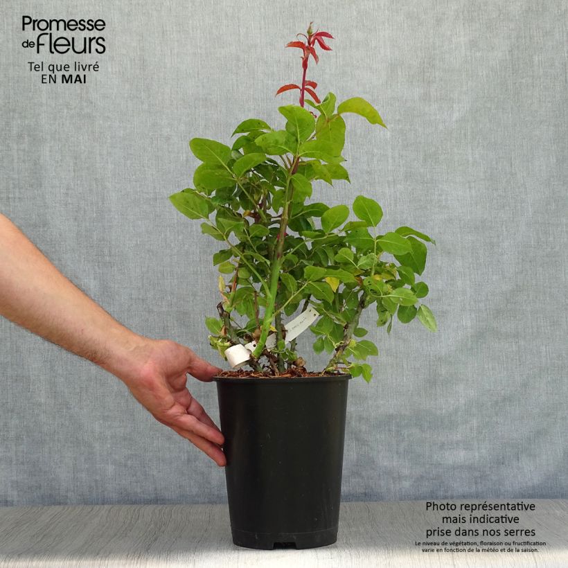 Rosal Special Anniversary Maceta 4L/5L Ejemplar entregado en la primavera