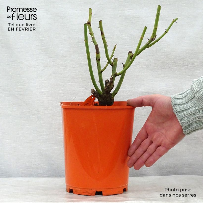 Rosal Sweet Eureka Maceta 4L/5L Ejemplar entregado en invierno