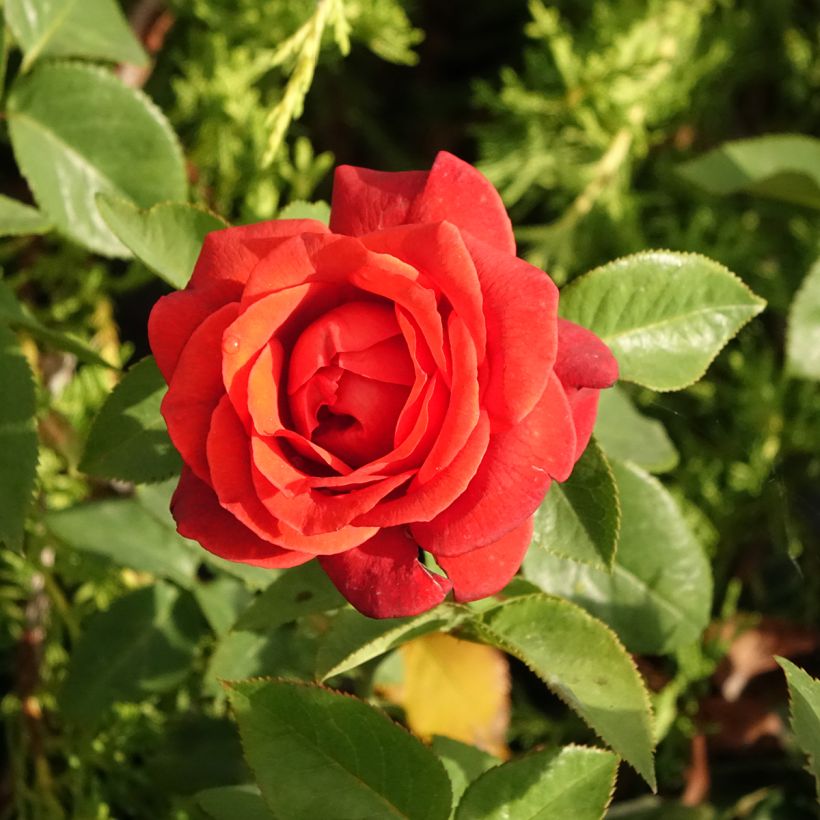 Rosal Terra Botanica (Floración)