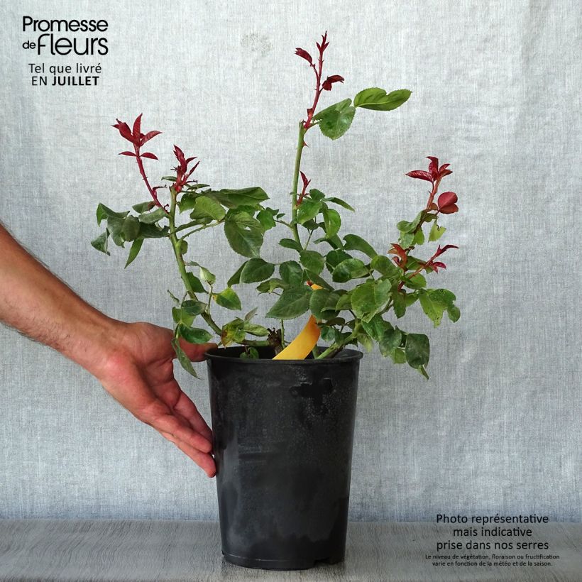 Ejemplar de Rosal Terracotta Maceta 4L/5L entregado en verano