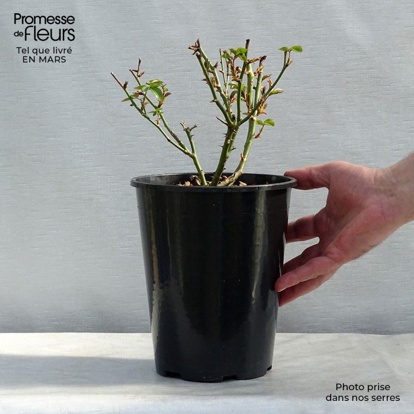 Rosal Virgo Maceta 4L/5L Ejemplar entregado en la primavera