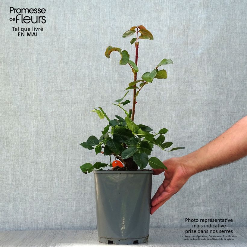 Rosal Yves Piaget Maceta 4L/5L Ejemplar entregado en la primavera