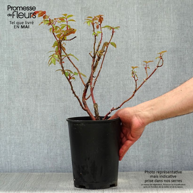 Rosal Sweet Honey Kormecaso Maceta 4L/5L Ejemplar entregado en la primavera