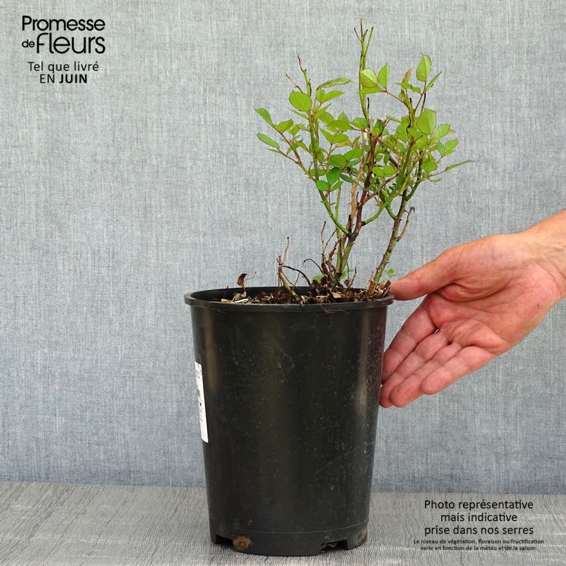 Rosal Romantic Date Bio - Rosal con pétalos comestibles Maceta 4L/5L Ejemplar entregado en la primavera