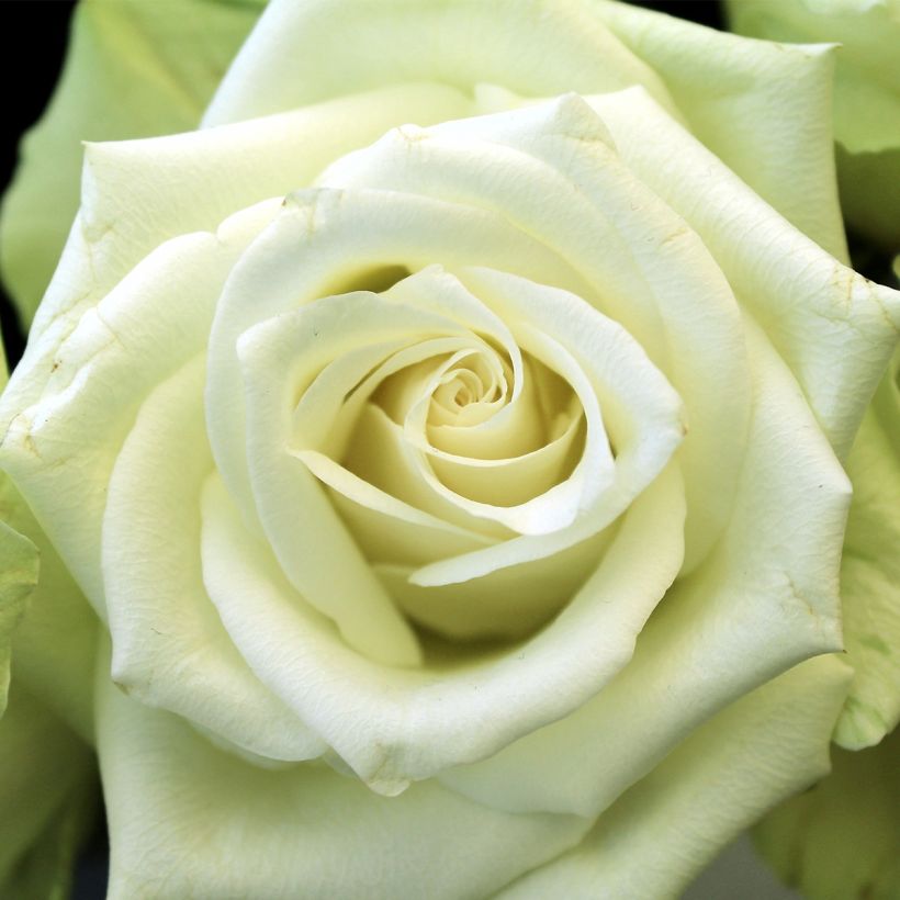 Rosal Tiramisu Bio - Rosal con pétalos comestibles (Floración)
