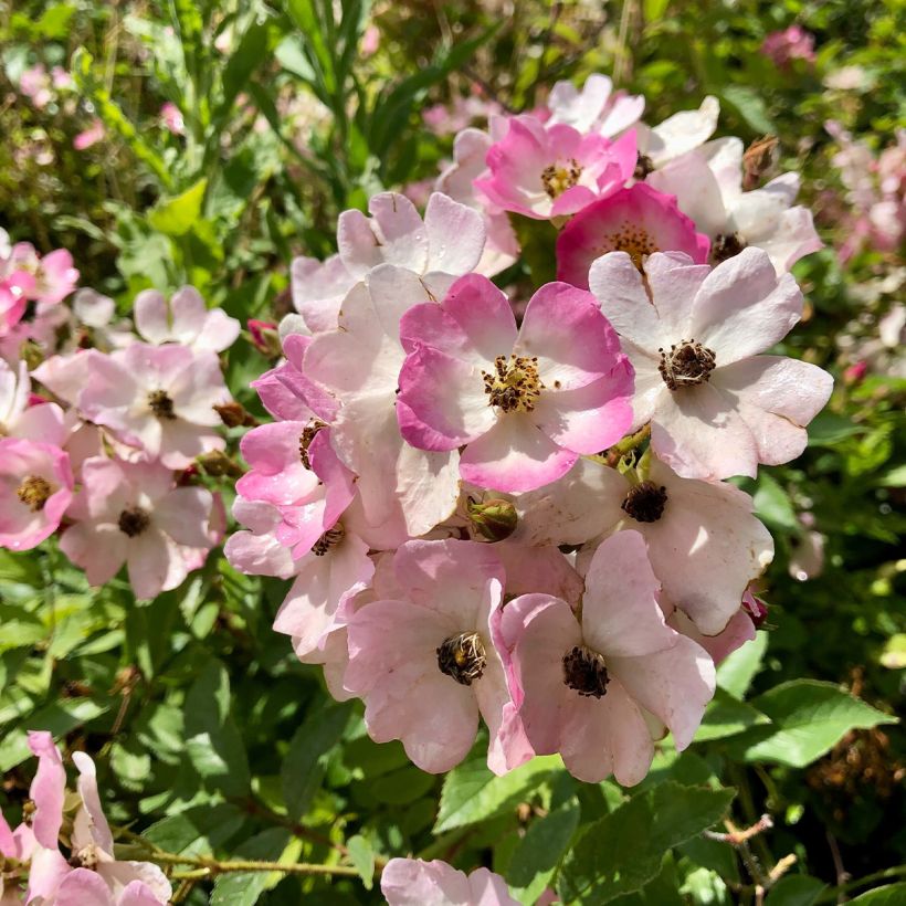 Rosal Ballerina (Floración)