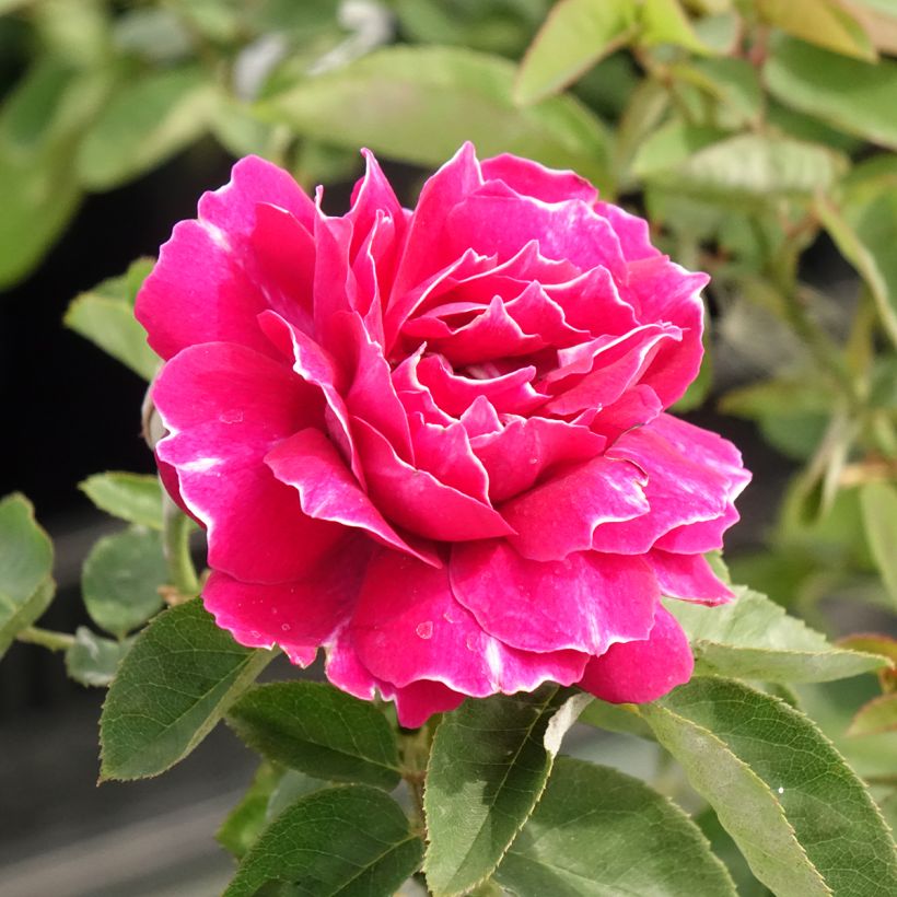 Rosal Baron Girod de l'Ain (Floración)