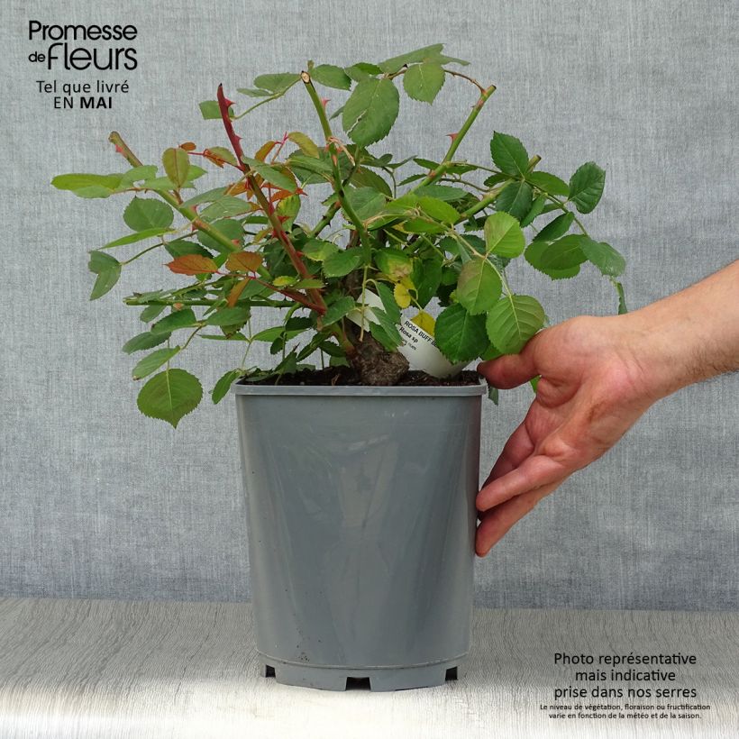 Rosal Buff Beauty Maceta 4L/5L Ejemplar entregado en la primavera