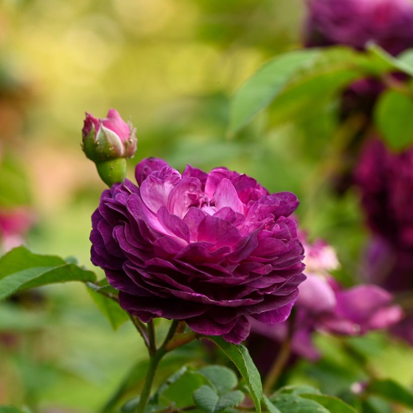 Rosal gallica Cardinal de Richelieu (Floración)