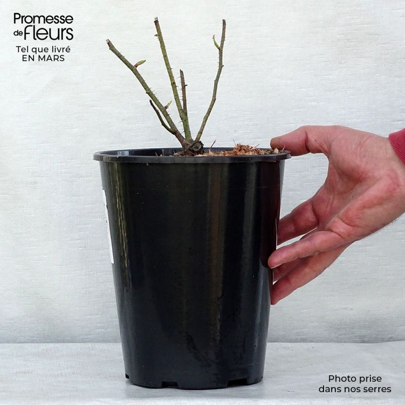 Rosal centifolia Muscosa Maceta 4L/5L Ejemplar entregado en la primavera