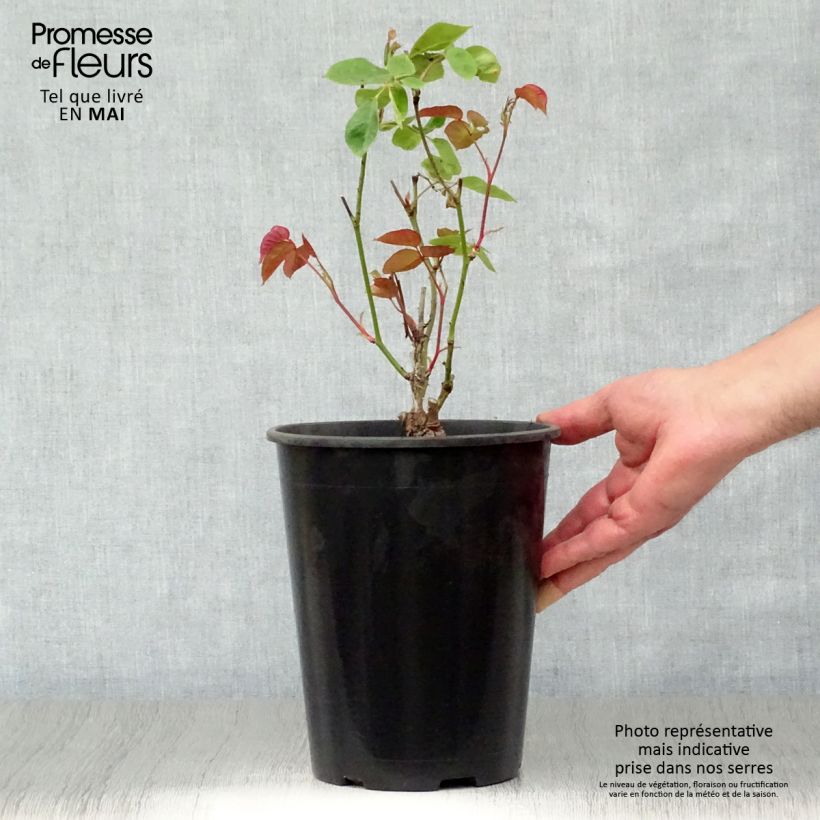 Rosal Dainty Bess Maceta 4L/5L Ejemplar entregado en la primavera