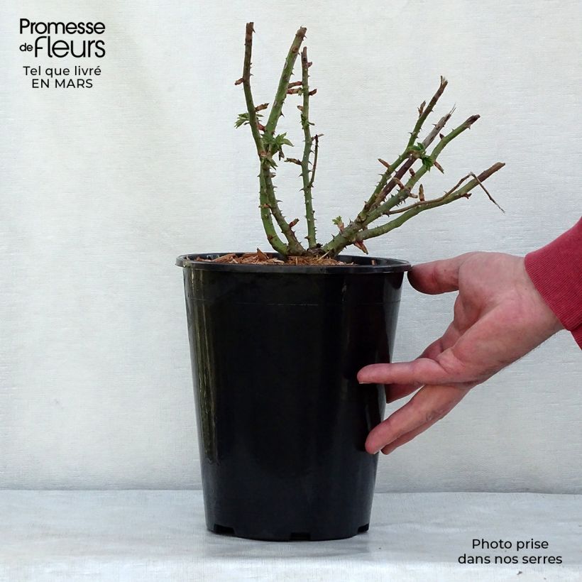 Rosal Ferdinand Pichard Maceta 4L/5L Ejemplar entregado en la primavera