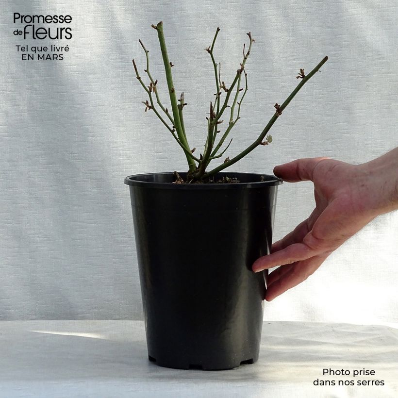 Rosal multiflora Ghislaine de Féligonde - Rosal trepadora Maceta 4L/5L Ejemplar entregado en la primavera