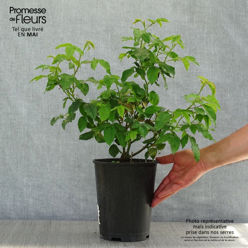 Rosal gallica Gros Provins Panaché - Rosal de Castilla Maceta 4L/5L Ejemplar entregado en la primavera