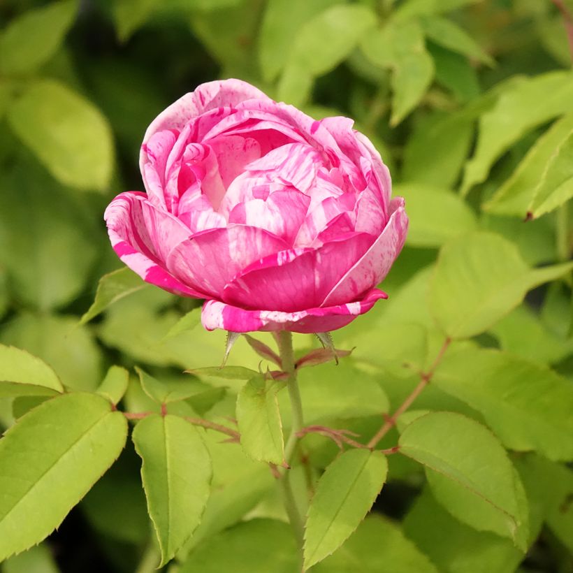 Rosal gallica Gros Provins Panaché - Rosal de Castilla (Floración)