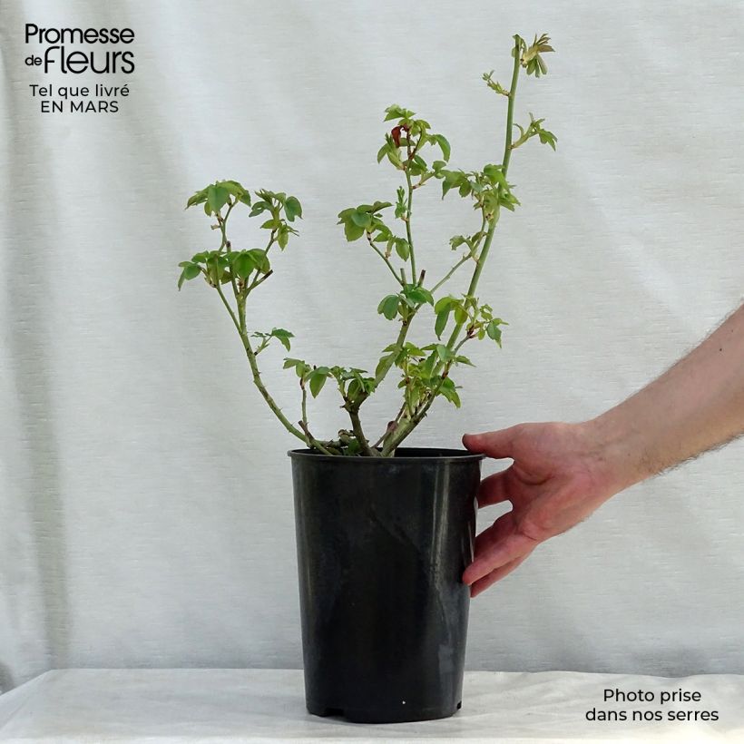 Rosal Honorine de Brabant Maceta 4L/5L Ejemplar entregado en la primavera