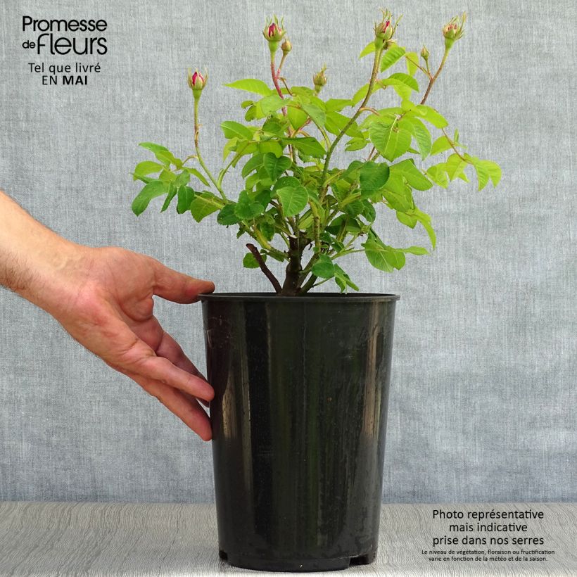 Rosal gallica Jenny Duval - Rosal de Castilla Maceta 4L/5L Ejemplar entregado en la primavera