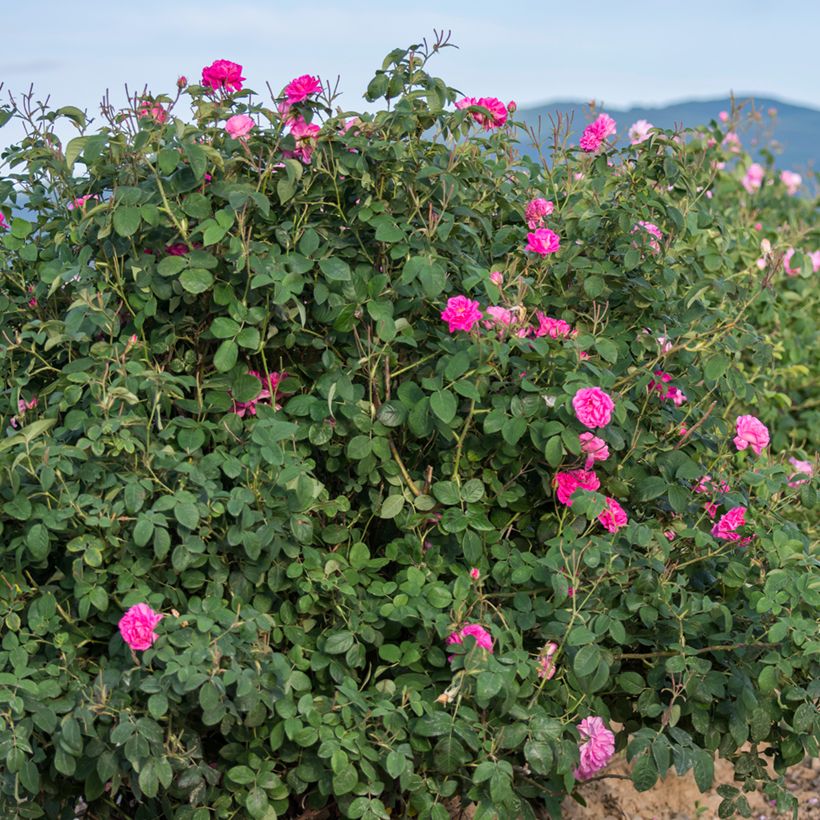 Rosal Trigintipetala (Porte)
