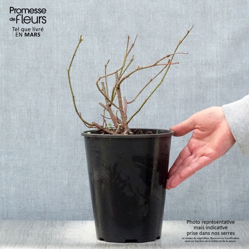 Rosal Trigintipetala Maceta 4L/5L Ejemplar entregado en la primavera