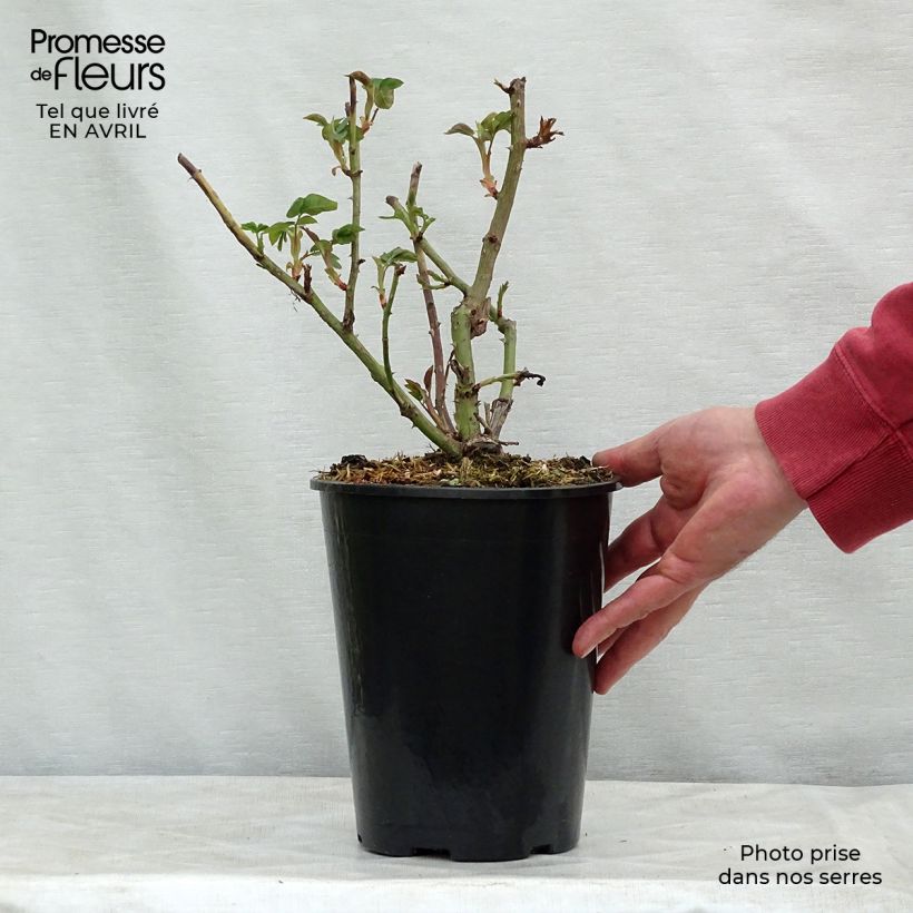 Rosal La Reine Victoria Maceta 4L/5L Ejemplar entregado en la primavera