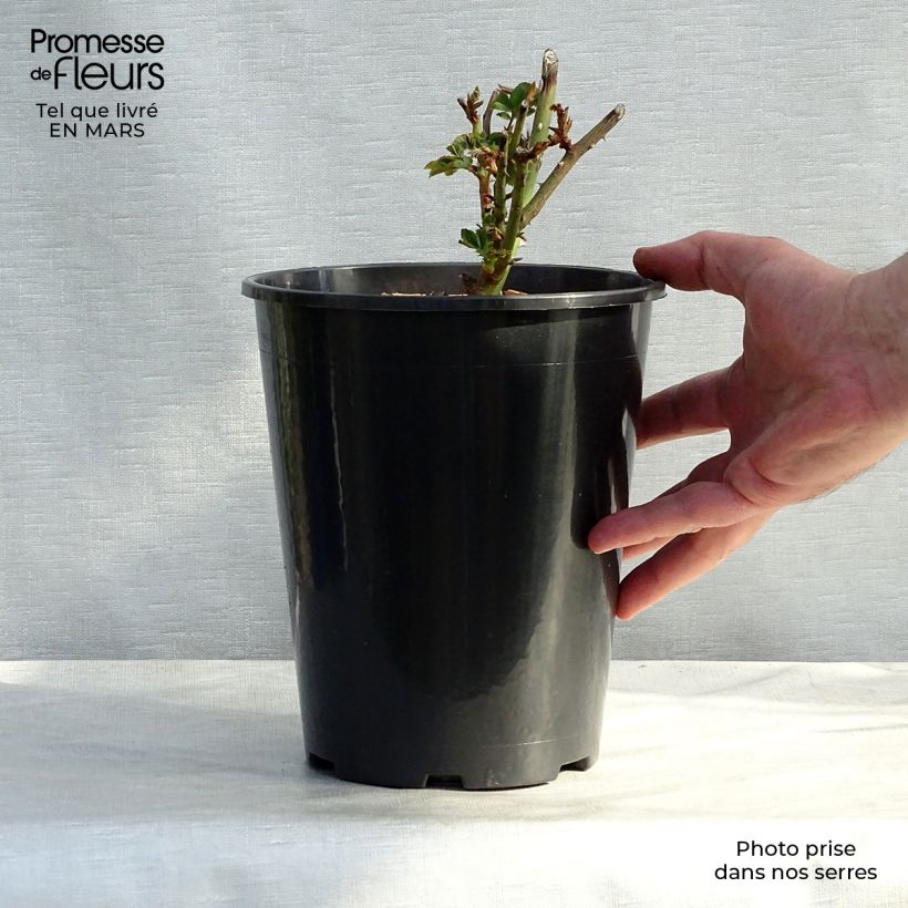 Rosal Louise Odier Maceta 4L/5L Ejemplar entregado en la primavera