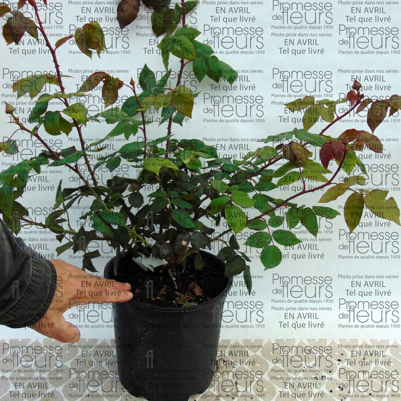 Ejemplo de ejemplar de Rosal Madame Ernest Calvat Maceta 4L/5L tal y como se entrega