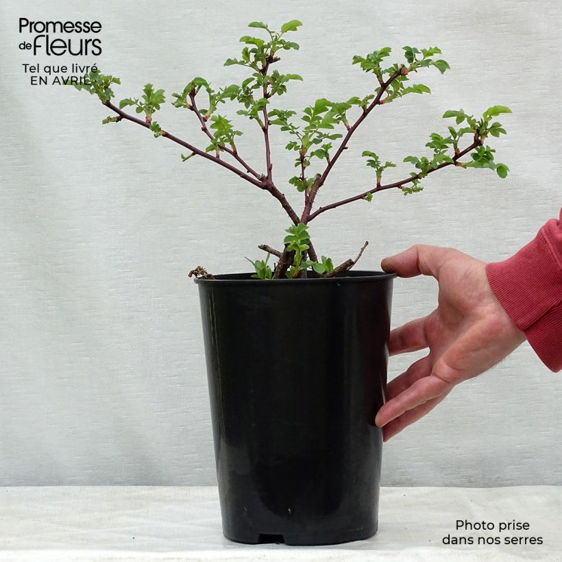 Rosal moyesii Marguerite Hilling Maceta 4L/5L Ejemplar entregado en la primavera