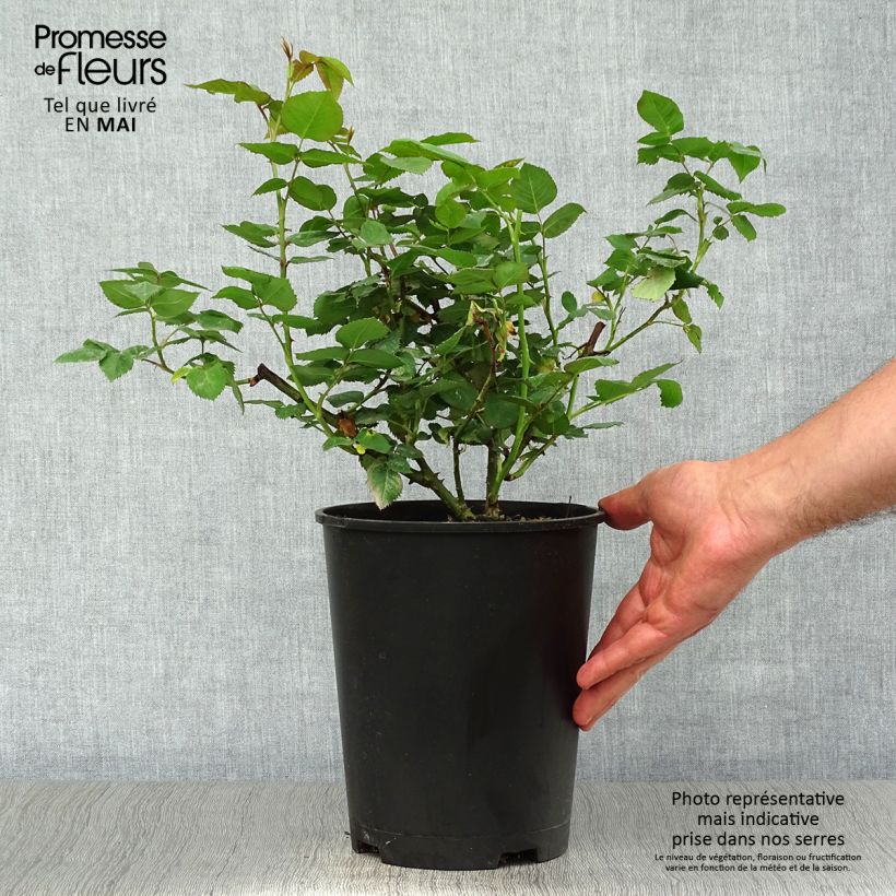 Rosal Mme Issac Pereire Maceta 4L/5L Ejemplar entregado en la primavera