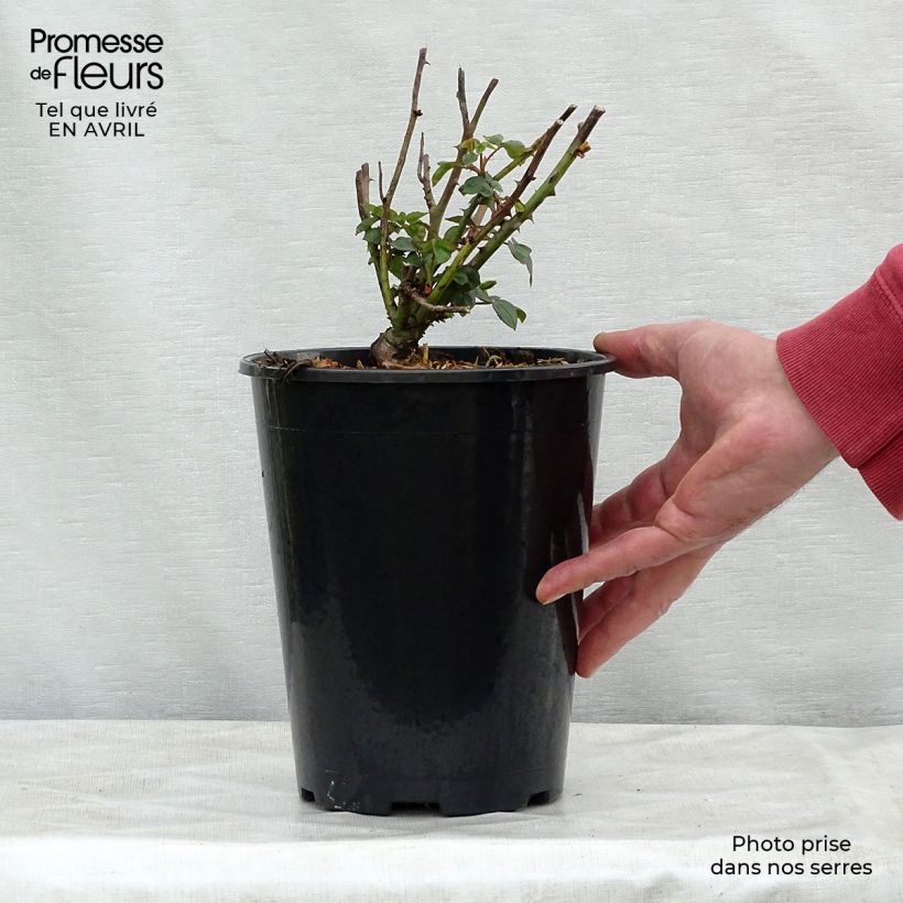 Rosal Souvenir de la Malmaison Maceta 4L/5L Ejemplar entregado en la primavera