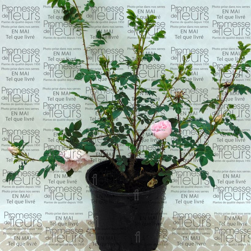 Ejemplo de ejemplar de Rosal pimpinellifolia Stanwell Perpetual Maceta 4L/5L tal y como se entrega
