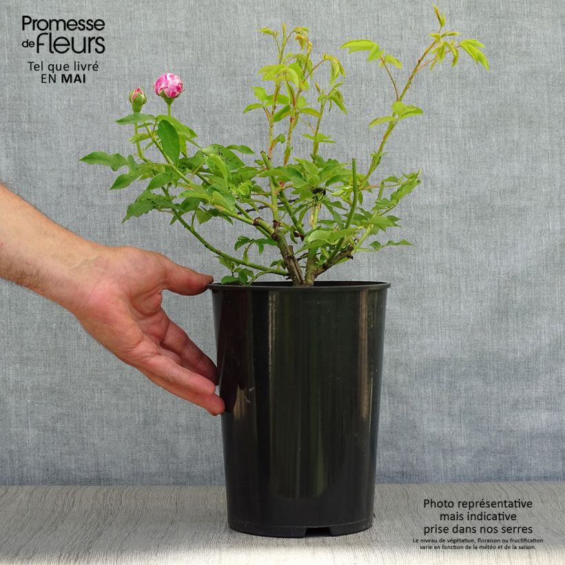 Rosal Variegata di Bologna Maceta 4L/5L Ejemplar entregado en la primavera