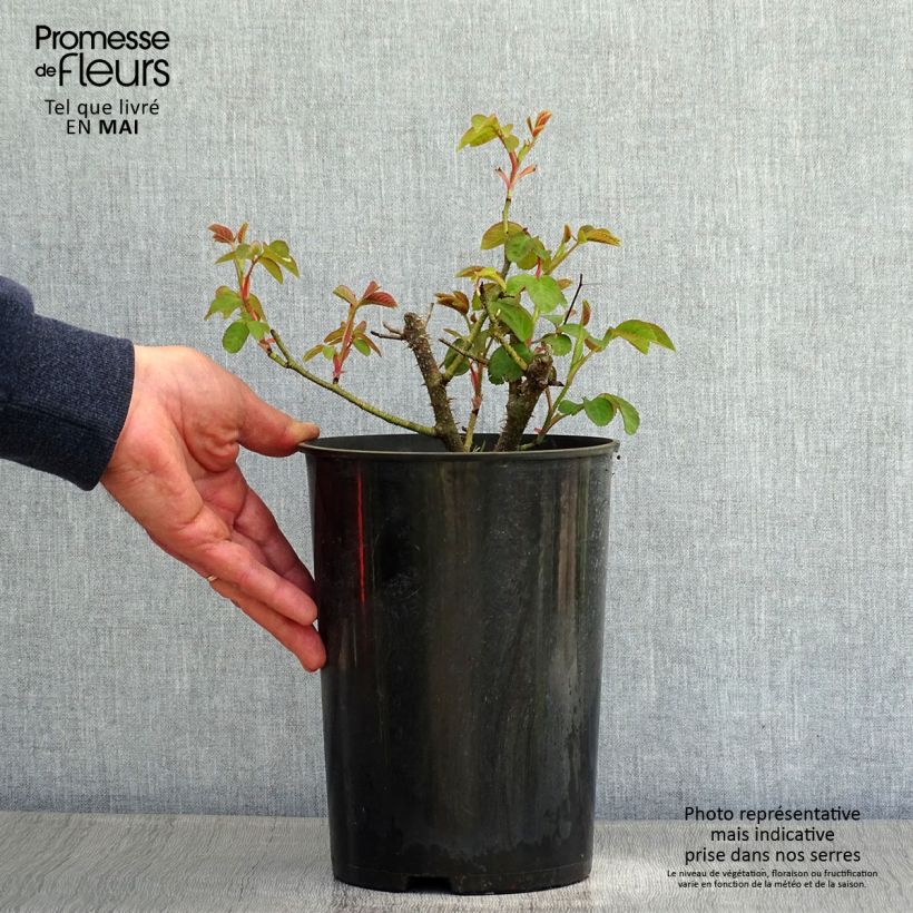 Rosal Centifolia Muscosa William Lobb Maceta 4L/5L Ejemplar entregado en la primavera