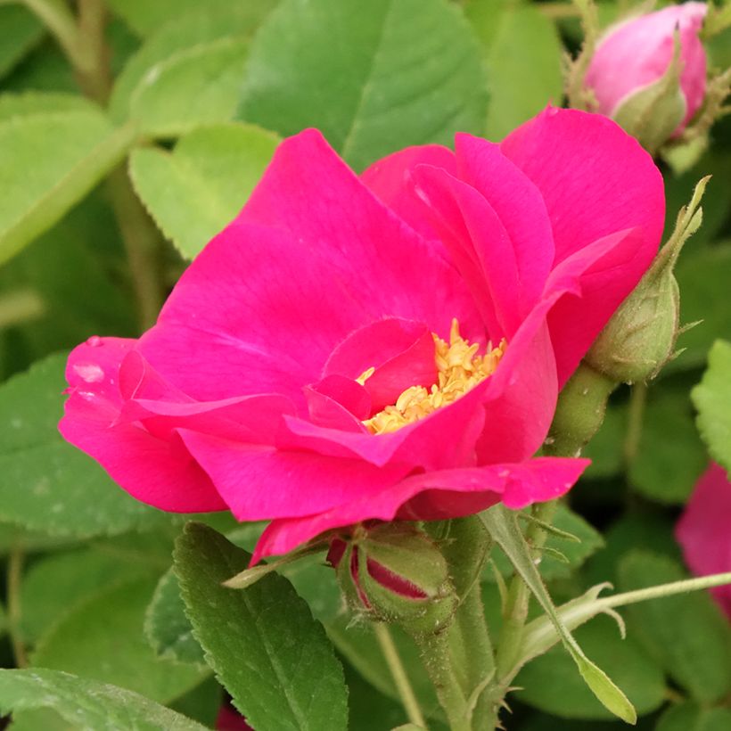 Rosal gallica Officinalis - Rosal de Castilla (Floración)