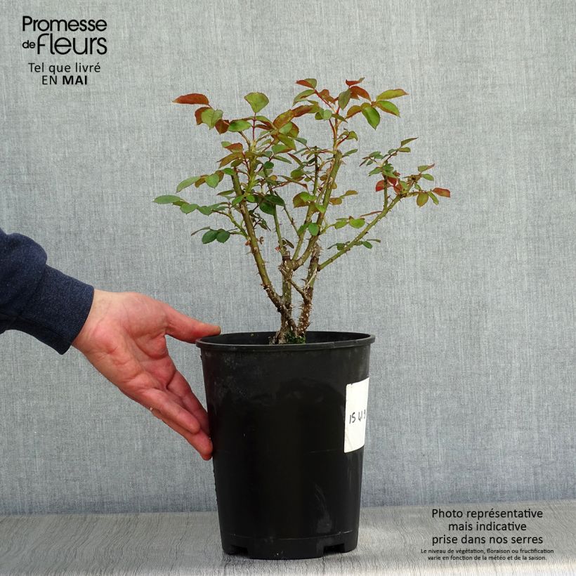 Rosal English Docteur Watson Maceta 4L/5L Ejemplar entregado en la primavera