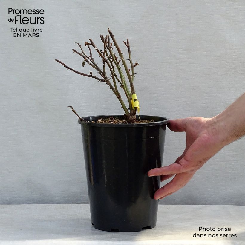 Rosal King Arthur Harverag Maceta 4L/5L Ejemplar entregado en la primavera