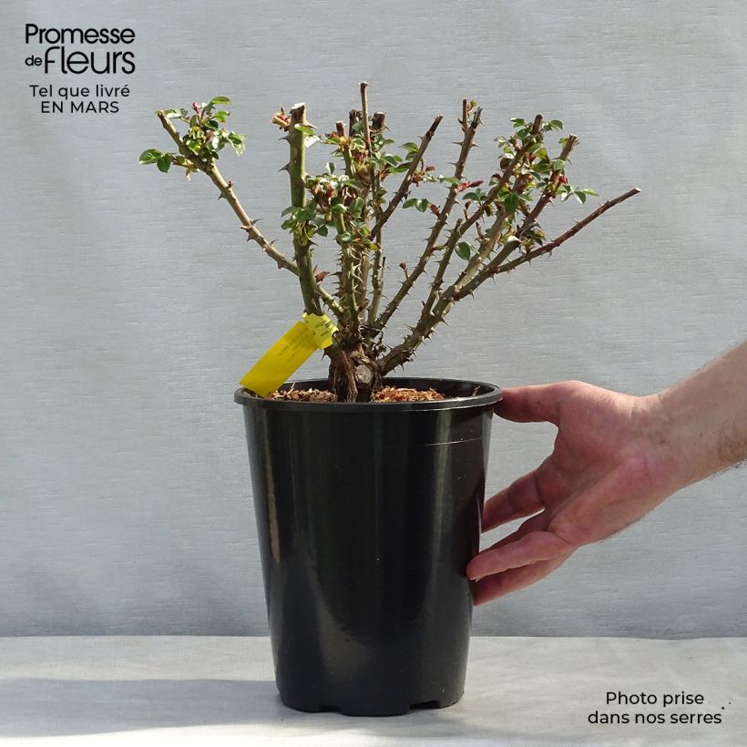 Rosal English Legend Sherlock Holmes Maceta 4L/5L Ejemplar entregado en la primavera