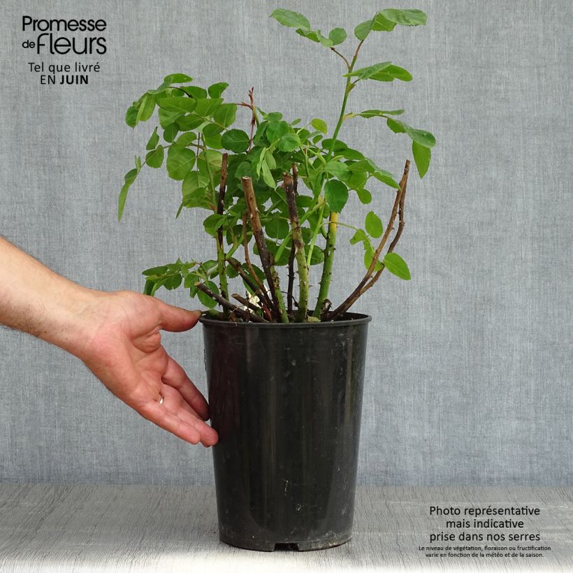 Rosal Eustacia Vye Maceta 4L/5L Ejemplar entregado en la primavera