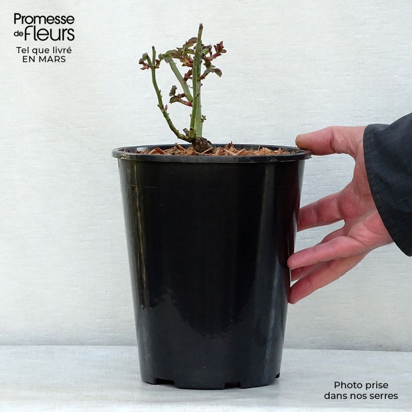 Rosal Bonica Maceta 3L/4L Ejemplar entregado en la primavera