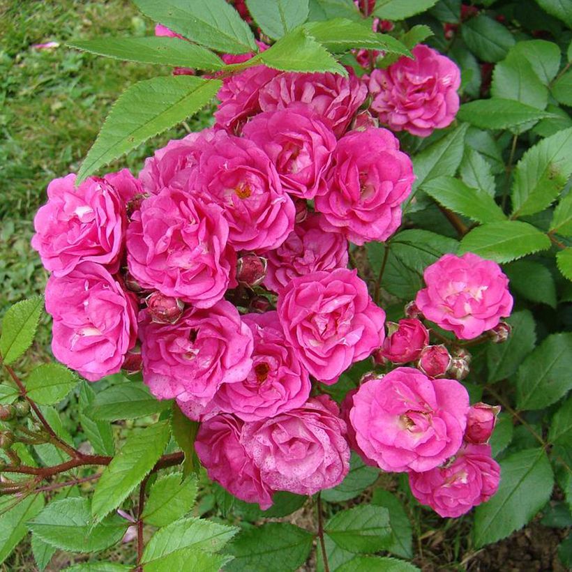 Rosal Dinky (Floración)