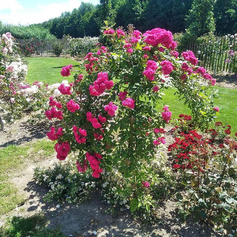 Rosal Dinky (Porte)