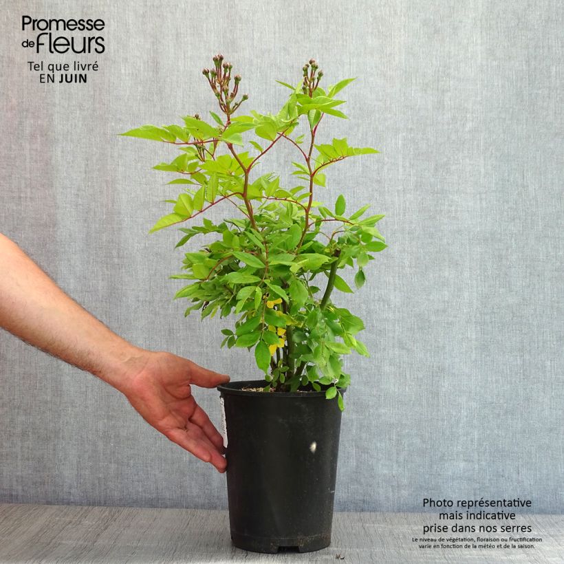 Rosal Dinky Maceta 4L/5L Ejemplar entregado en la primavera