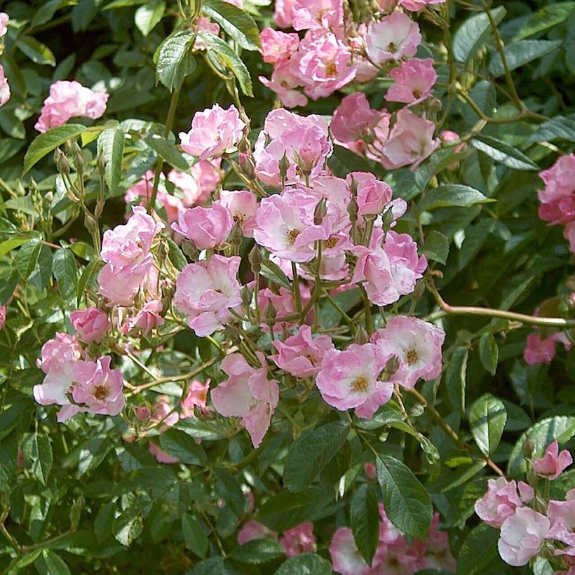Rosal Frisson Frais (Floración)