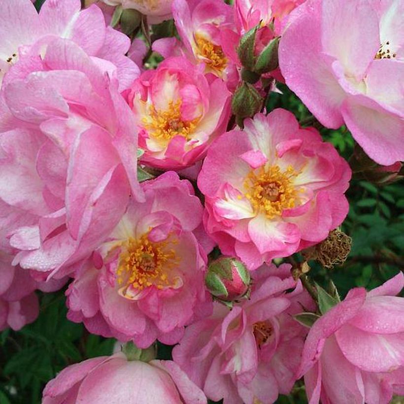 Rosal Gaard um Titzebierg (Floración)