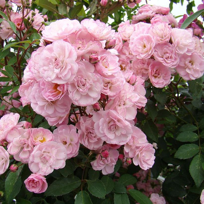 Rosal Heavenly Pink (Floración)