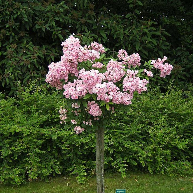 Rosal Heavenly Pink (Porte)