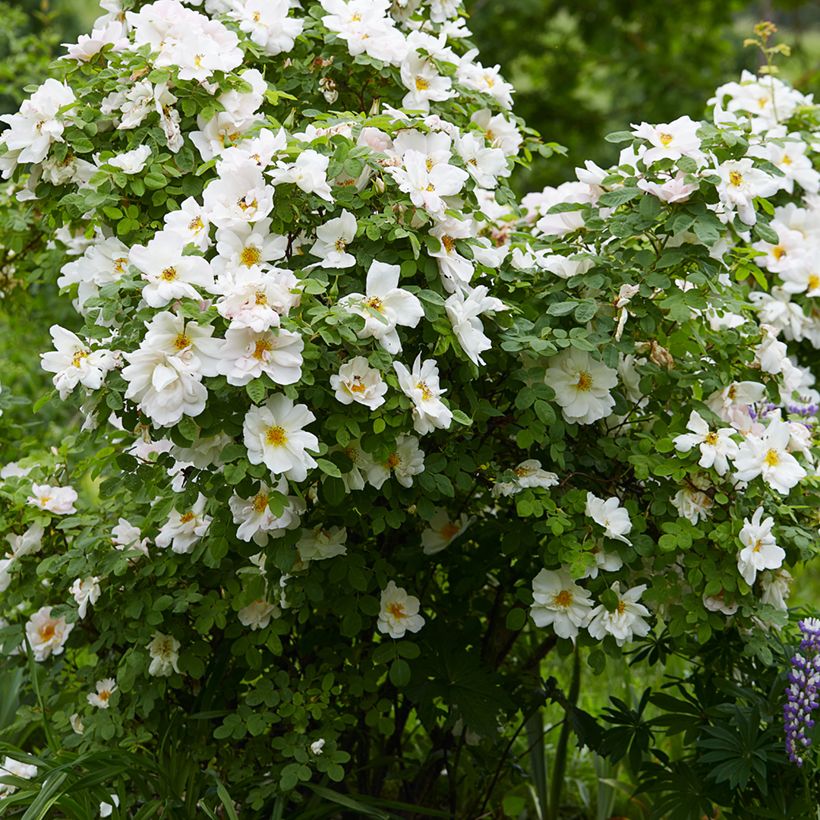 Rosal Nevada (Porte)